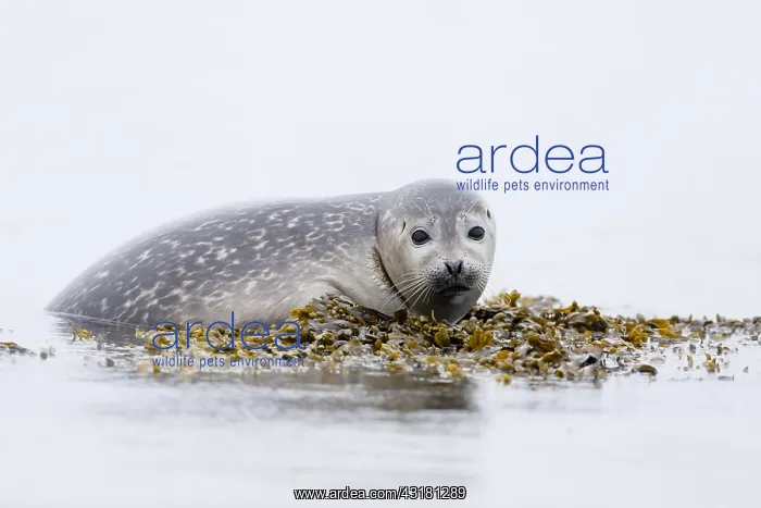 : Harbor seal (Phoca vitulina) in the sea, Iceland : Harbor seal (Phoca vitulina) in the sea, Iceland