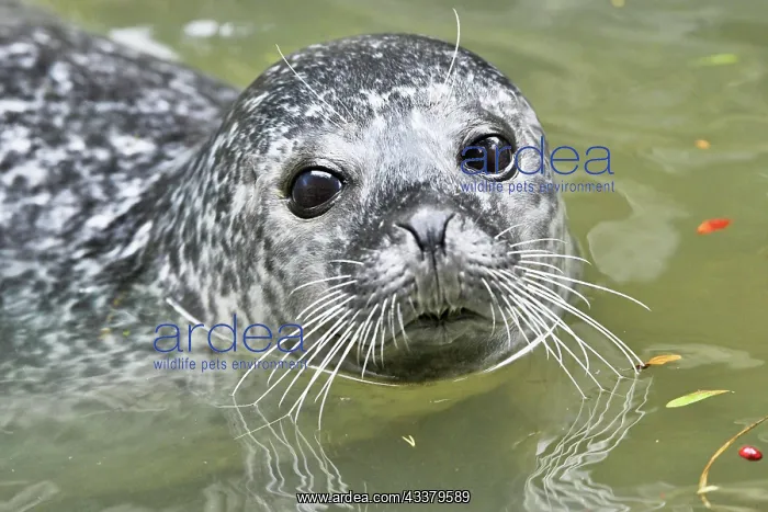 : Harbor seal (Phoca vitulina), swimming in water : Harbor seal (Phoca vitulina), swimming in water