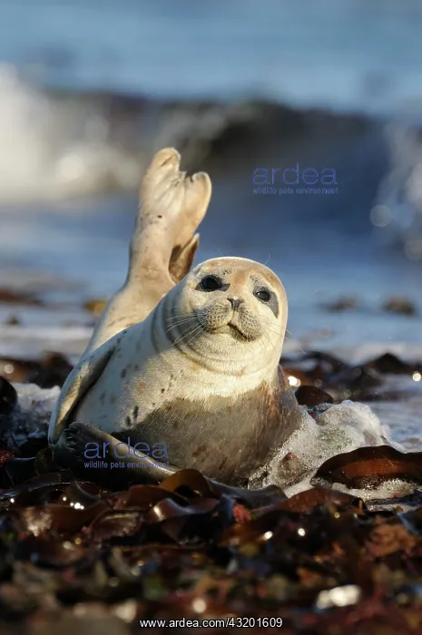 : Harbor Seal (Phoca vitulina), young resting on washed : Harbor Seal (Phoca vitulina), young resting on washed