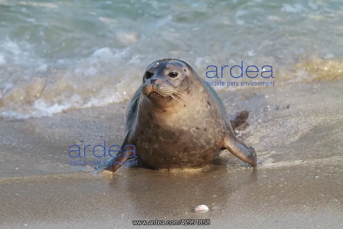: Harbor Seal - pup on shore : Harbor Seal - pup on shore
