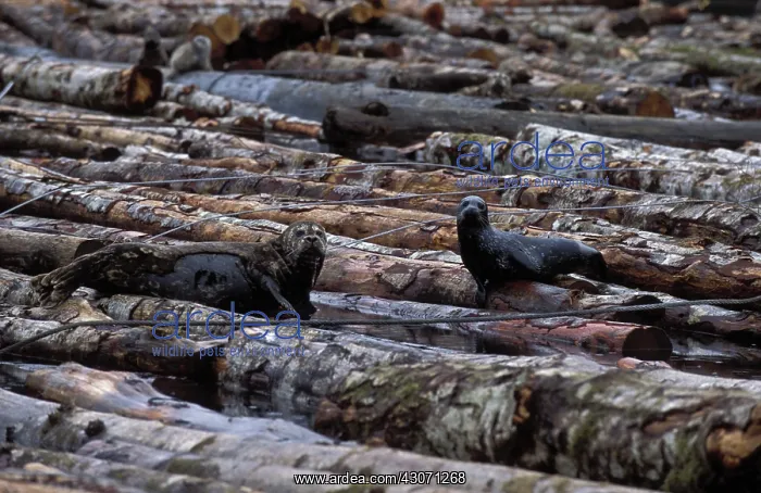 : Harbor Seals on logs : Harbor Seals on logs