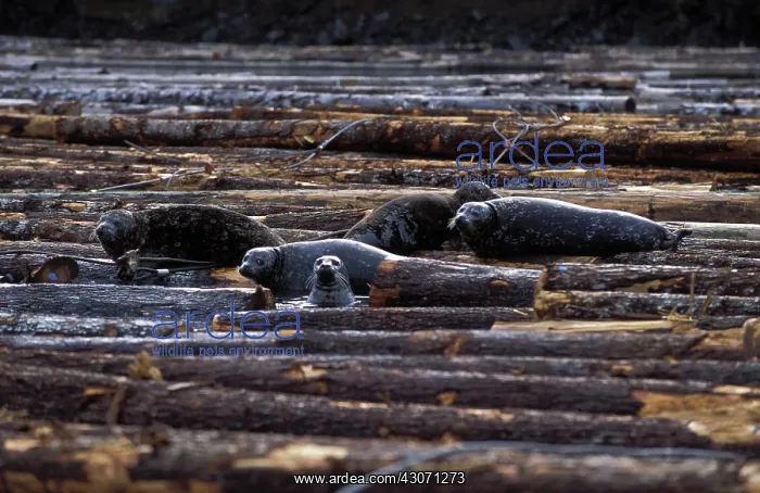 : Harbor Seals on logs : Harbor Seals on logs