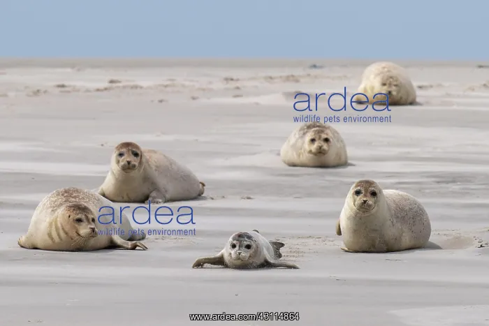 : Harbor seals (Phoca vitulina) on a sandbank, Wadden : Harbor seals (Phoca vitulina) on a sandbank, Wadden