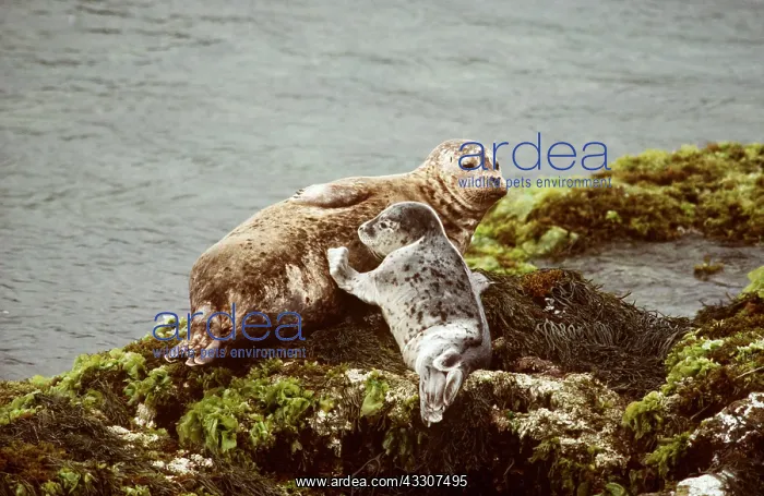 : Harbour / Common Seals - adult and baby on rocks : Harbour / Common Seals - adult and baby on rocks