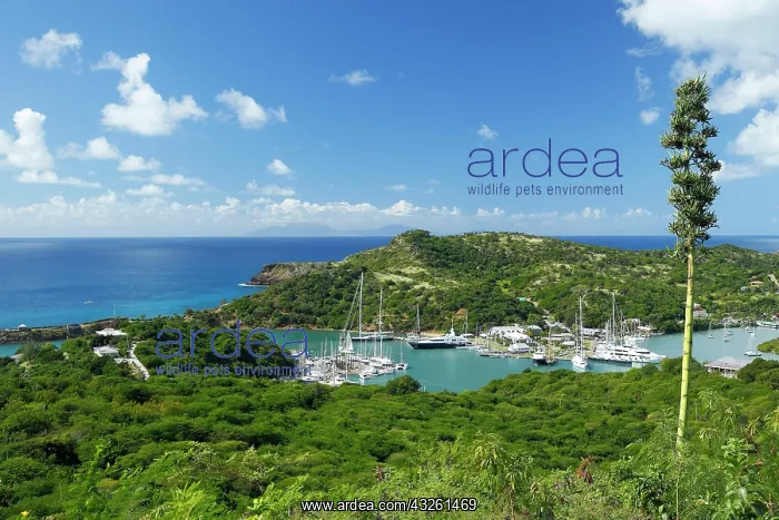 : Harbour on an Island, English Harbour, Antigua : Harbour on an Island, English Harbour, Antigua