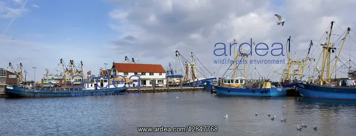 : Harbour Oudeschild : Harbour Oudeschild