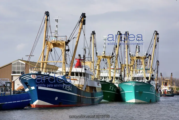 : Harbour Oudeschild : Harbour Oudeschild