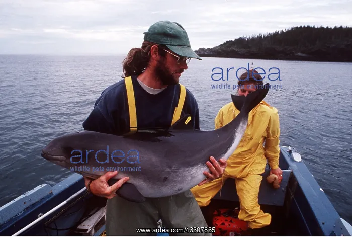 : HARBOUR PORPOISE : HARBOUR PORPOISE
