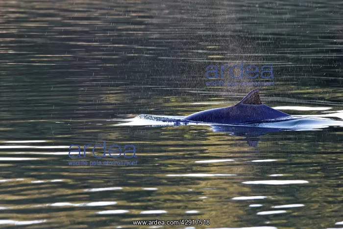 : Harbour Porpoise - with fin just above water : Harbour Porpoise - with fin just above water