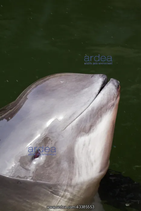 : Harbour porpoise (Phocoena phocoena) surfacing to breathe : Harbour porpoise (Phocoena phocoena) surfacing to breathe