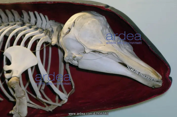 : Harbour Porpoise - Skeleton inside shape of skin : Harbour Porpoise - Skeleton inside shape of skin