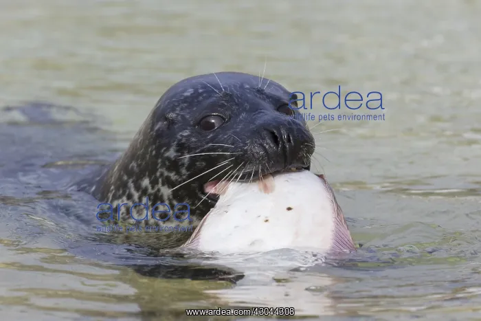 : Harbour Seal - adult seal with flatfish - Seal : Harbour Seal - adult seal with flatfish - Seal
