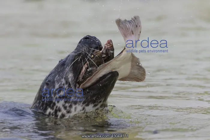 : Harbour Seal - adult seal with flatfish - Seal : Harbour Seal - adult seal with flatfish - Seal