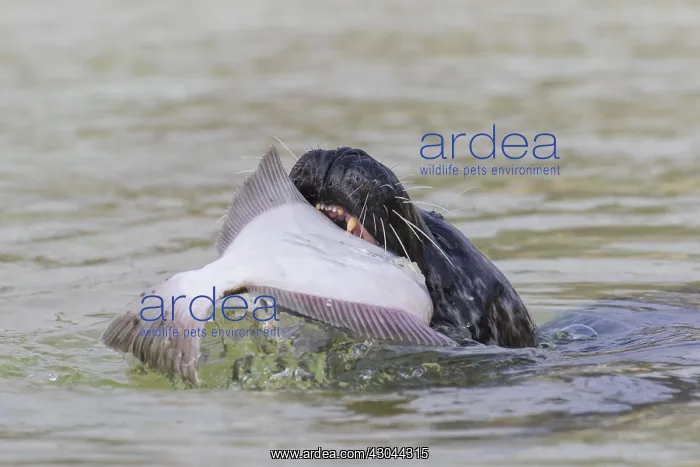 : Harbour Seal - adult seal with flatfish - Seal : Harbour Seal - adult seal with flatfish - Seal