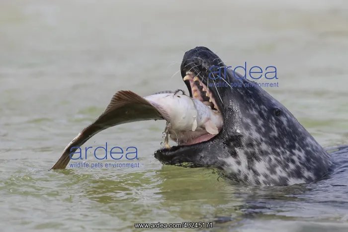 : Harbour Seal - adult seal with flatfish - Seal : Harbour Seal - adult seal with flatfish - Seal