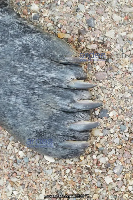 : Harbour Seal flipper : Harbour Seal flipper