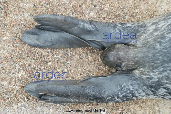 : Harbour Seal flipper : Harbour Seal flipper