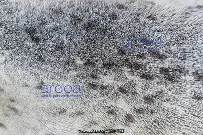 : Harbour Seal fur : Harbour Seal fur
