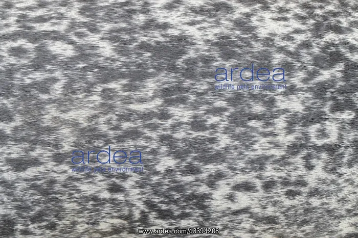 : Harbour Seal fur : Harbour Seal fur