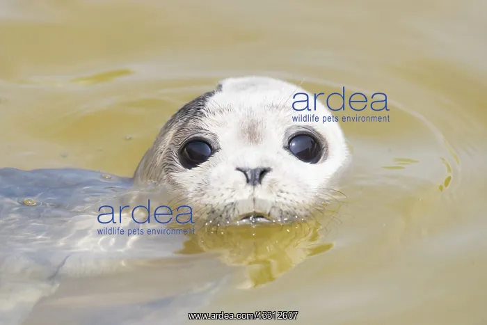 : Harbour Seal - juvenile seal swimming in the North : Harbour Seal - juvenile seal swimming in the North