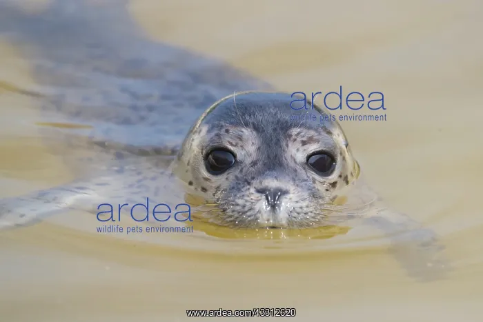 : Harbour Seal - juvenile seal swimming in the North : Harbour Seal - juvenile seal swimming in the North