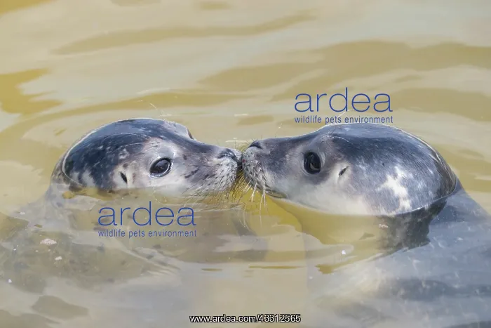 : Harbour Seal - juvenile seals swimming in the North : Harbour Seal - juvenile seals swimming in the North