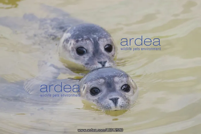 : Harbour Seal - juvenile seals swimming in the North : Harbour Seal - juvenile seals swimming in the North