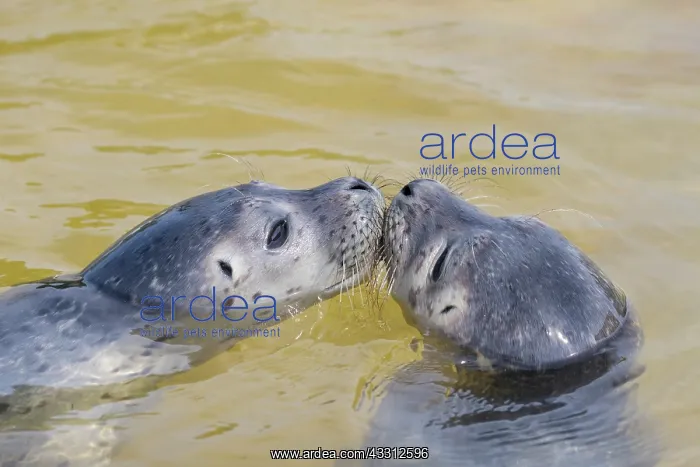 : Harbour Seal - juvenile seals swimming in the North : Harbour Seal - juvenile seals swimming in the North
