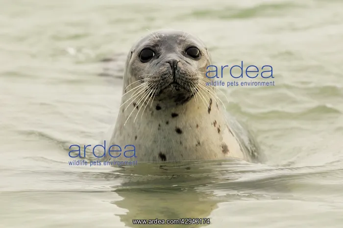 : Harbour seal - looking out of water : Harbour seal - looking out of water