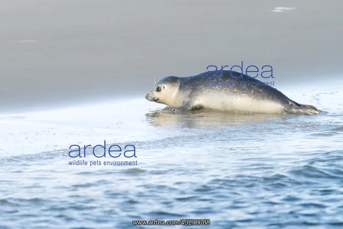 : Harbour Seal (Phoca vitulina) crawling up on a : Harbour Seal (Phoca vitulina) crawling up on a