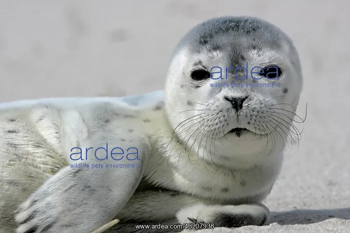 : Harbour Seal (Phoca vitulina), howler, Minsener : Harbour Seal (Phoca vitulina), howler, Minsener
