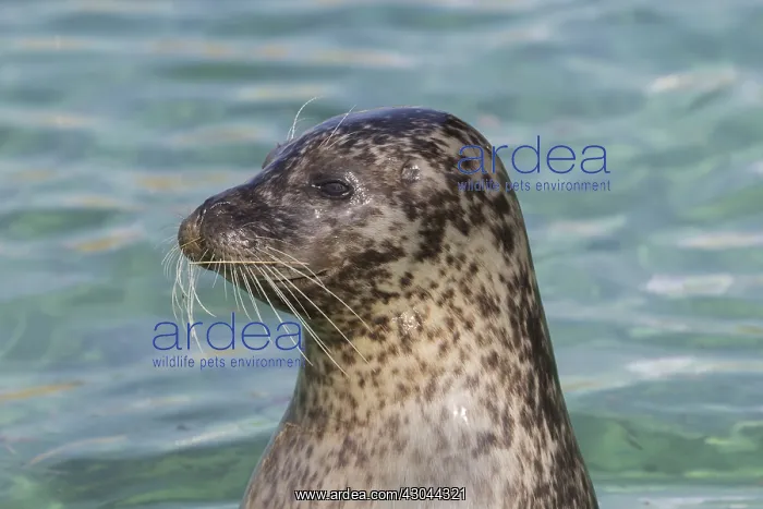  : Harbour Seal - portrait - Germany