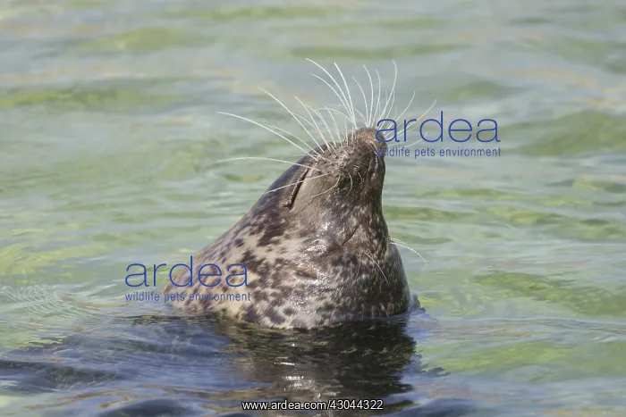  : Harbour Seal - portrait - Germany