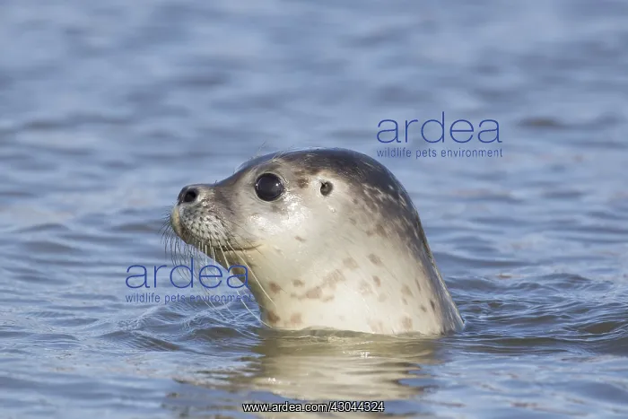  : Harbour Seal - portrait - Germany