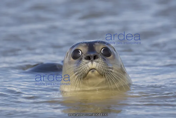  : Harbour Seal - portrait - Germany