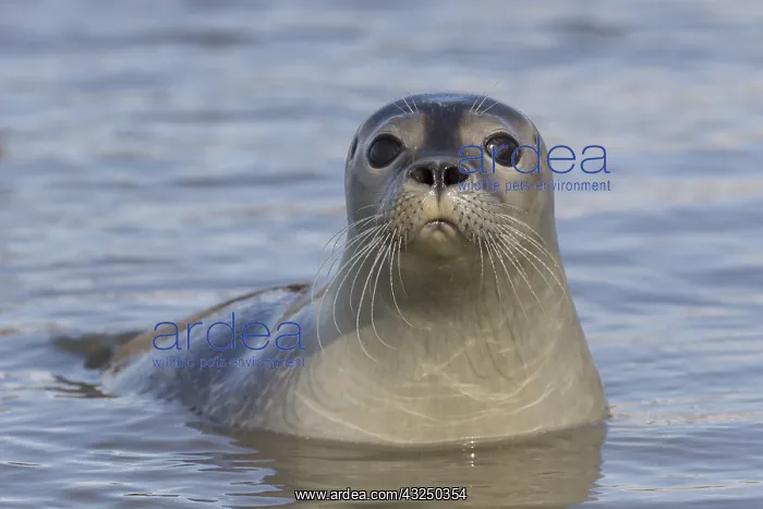  : Harbour Seal - portrait - Germany