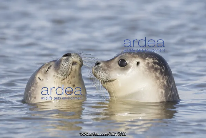 : Harbour Seal - portrait of swimming seals - Germany : Harbour Seal - portrait of swimming seals - Germany