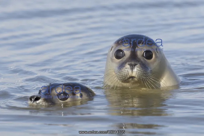 : Harbour Seal - portrait of swimming seals - Germany : Harbour Seal - portrait of swimming seals - Germany