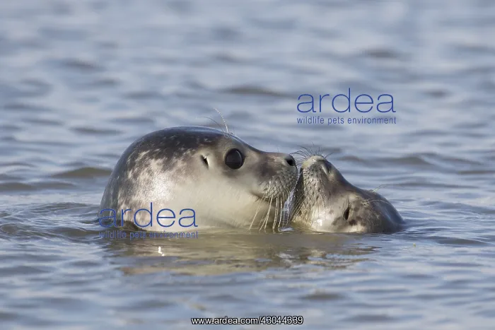 : Harbour Seal - portrait of swimming seals - Germany : Harbour Seal - portrait of swimming seals - Germany