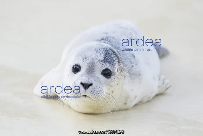 : Harbour Seal pup : Harbour Seal pup