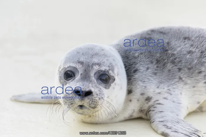 : Harbour Seal pup : Harbour Seal pup