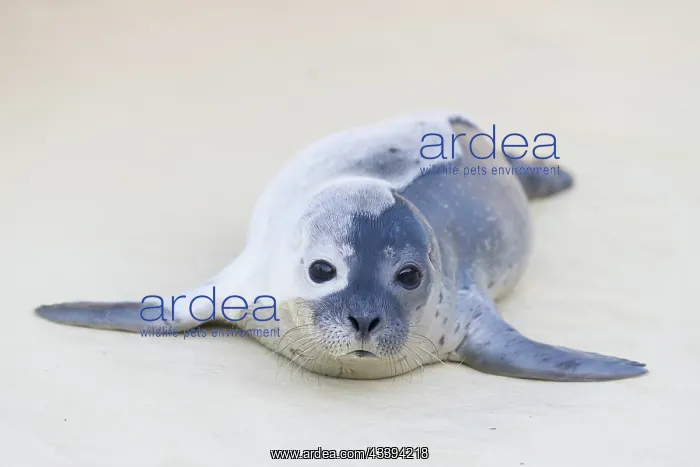  : Harbour Seal pup