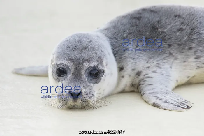 : Harbour Seal pup : Harbour Seal pup