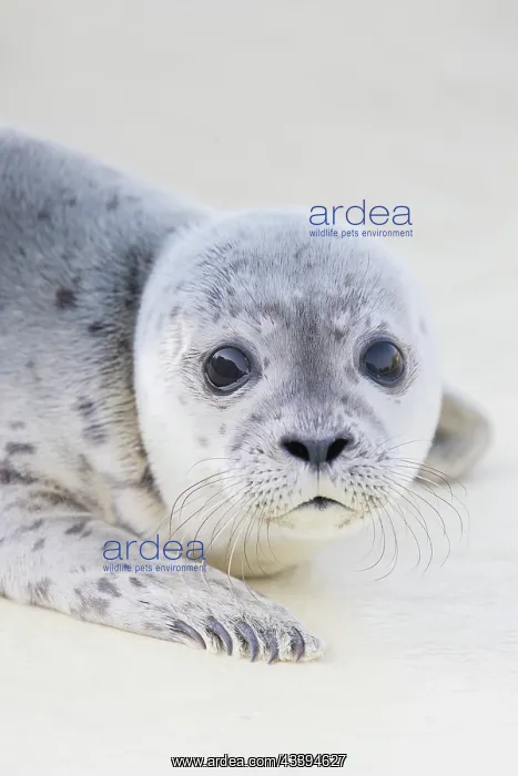 : Harbour Seal pup : Harbour Seal pup