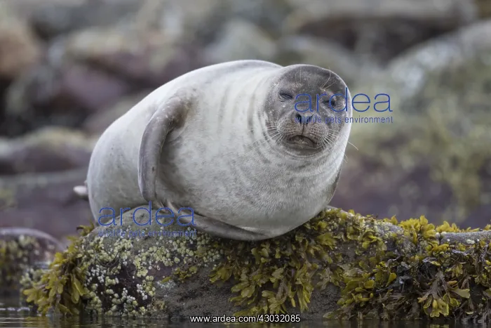 : Harbour Seal - resting seal at rocks - Svalbard, Norway : Harbour Seal - resting seal at rocks - Svalbard, Norway