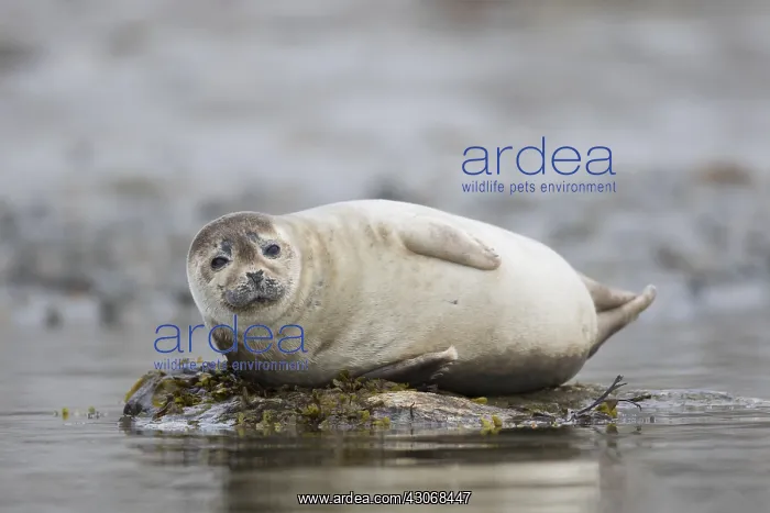  : Harbour Seal - resting seal at rocks - Svalbard, Norway