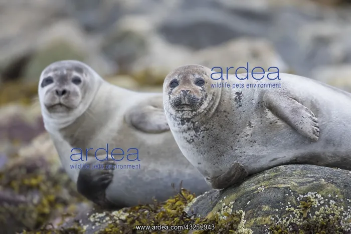: Harbour Seal - resting seals at rocks - Svalbard, Norway : Harbour Seal - resting seals at rocks - Svalbard, Norway