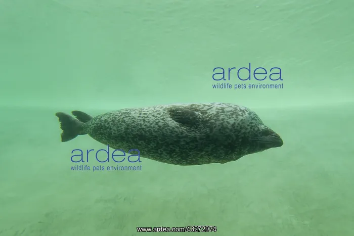 : Harbour Seal - under water in a basin - Seal Centre : Harbour Seal - under water in a basin - Seal Centre