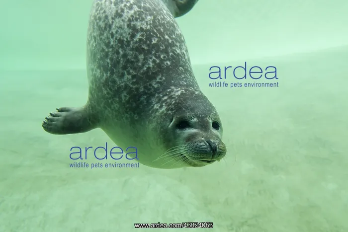 : Harbour Seal - under water in a basin - Seal Centre : Harbour Seal - under water in a basin - Seal Centre