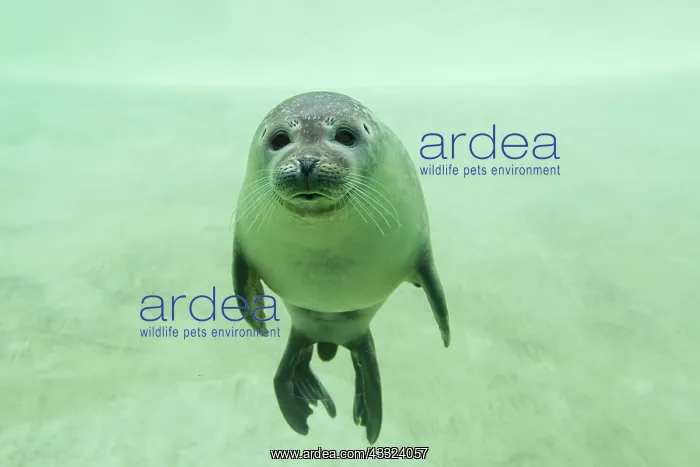 : Harbour Seal - under water in a basin - Seal Centre : Harbour Seal - under water in a basin - Seal Centre